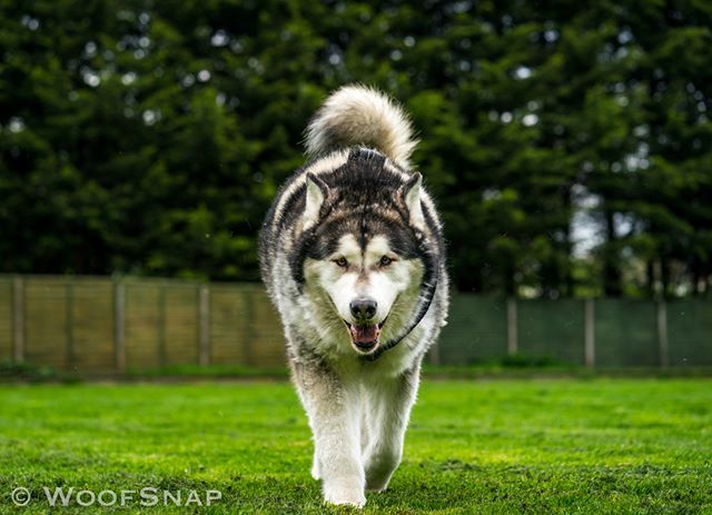 WoofGroup's tweet image. Tzar comming at ya 😘