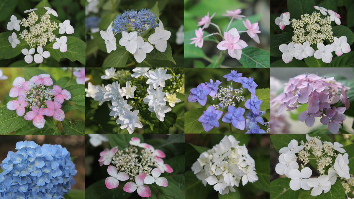 向島百花園 今日の百花園のあじさいたちです まだこれから咲くものもありますが 見ごろになってきました 百花園に来たらぜひ 墨田 の花火 というあじさいをみてください 私は 深山八重紫 ミヤマヤエムラサキ が好きです 上司は 全部好き だ