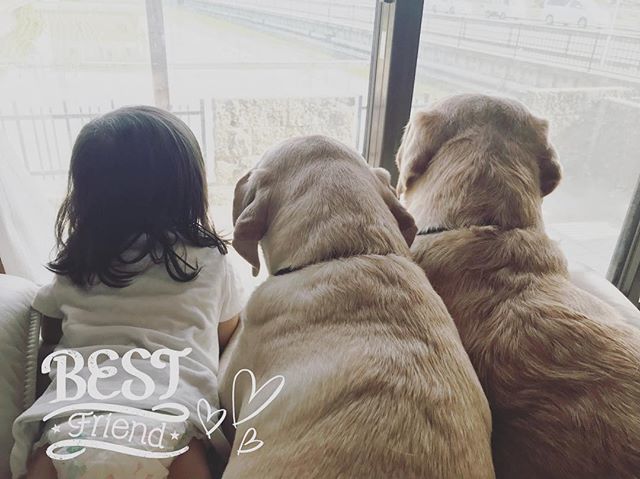 大型犬と子供