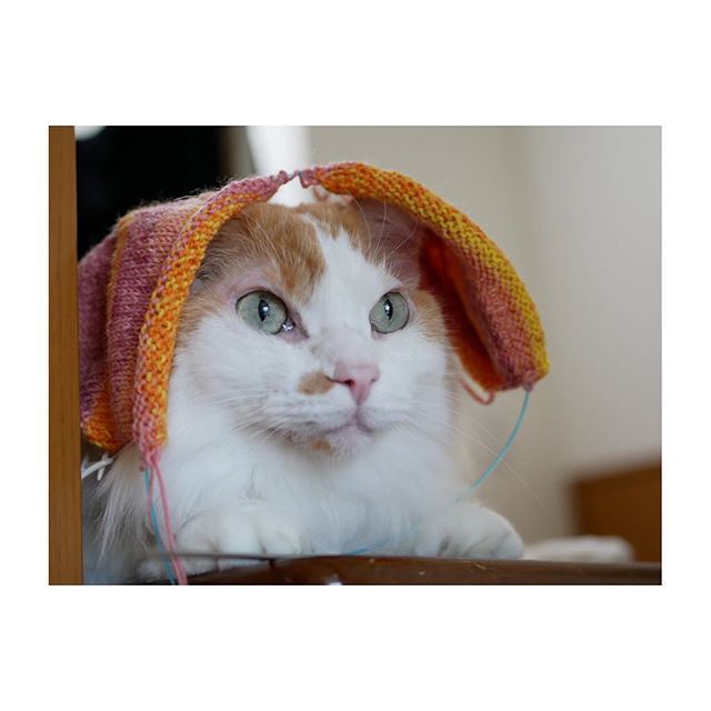 shippo_tweet's tweet image. 🐱How do I look?
.
.
.
.
#knitting_is_love  #toeupsocks  #2atatime  #catgram #つま先から編む靴下  #左右同時編み  #ちゃしろ男子部  #ねこすたぐらむ