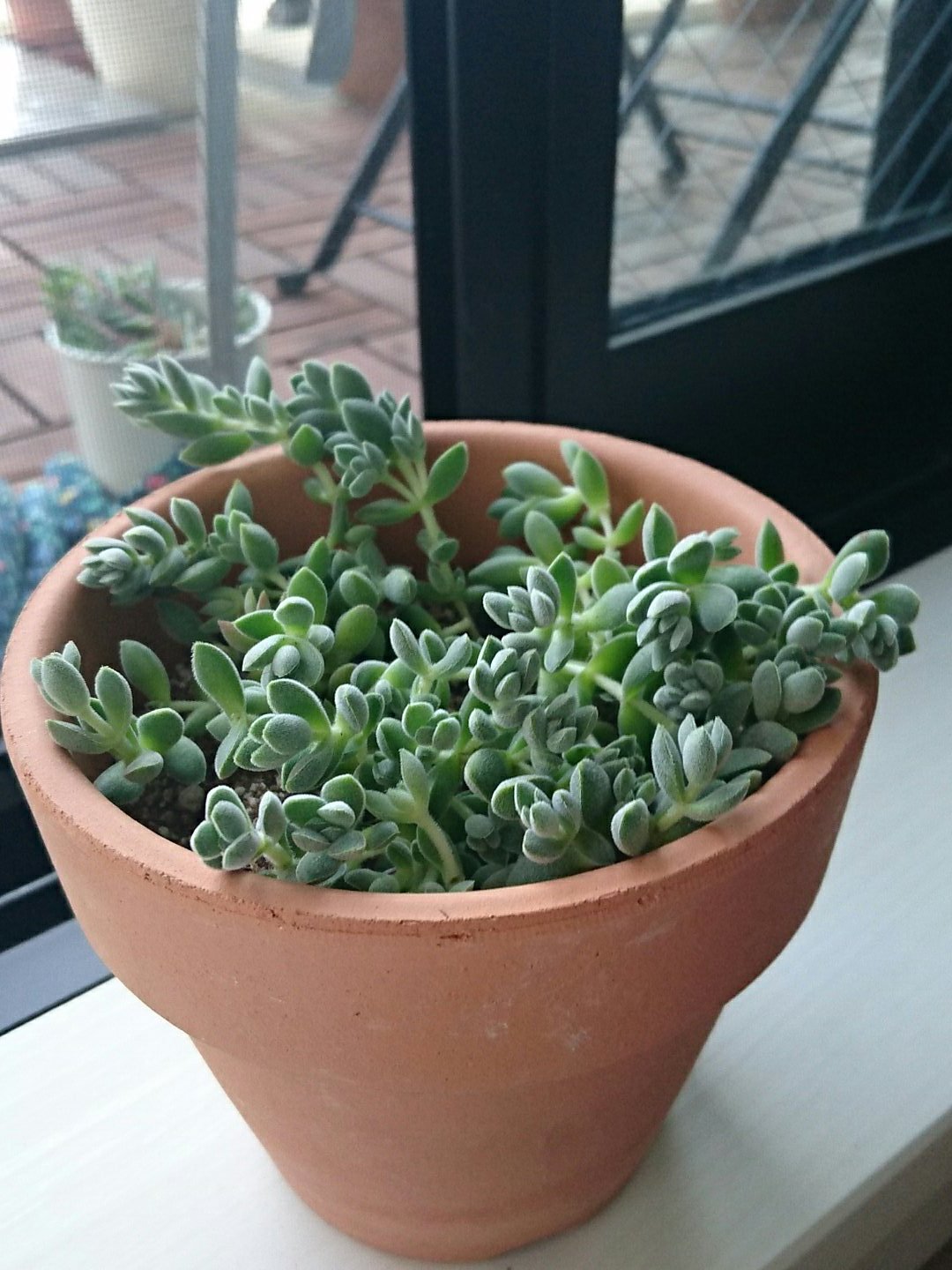 きびてつ 教えてください このセダムの名前がわかりません ご存知の方ぜひ教えでほしいです お願いします 多肉植物 セダム 名前わからない T Co Ci0hcnpjiy Twitter