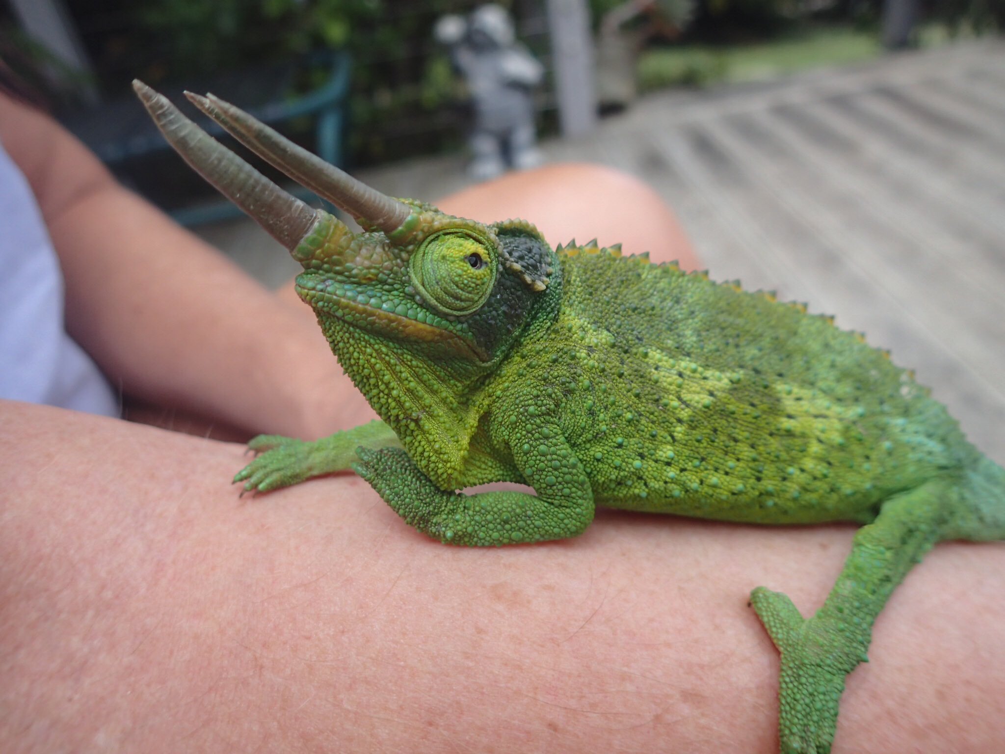 John Hickman on Twitter "Jackson’s Chameleons on Maui prefer the
