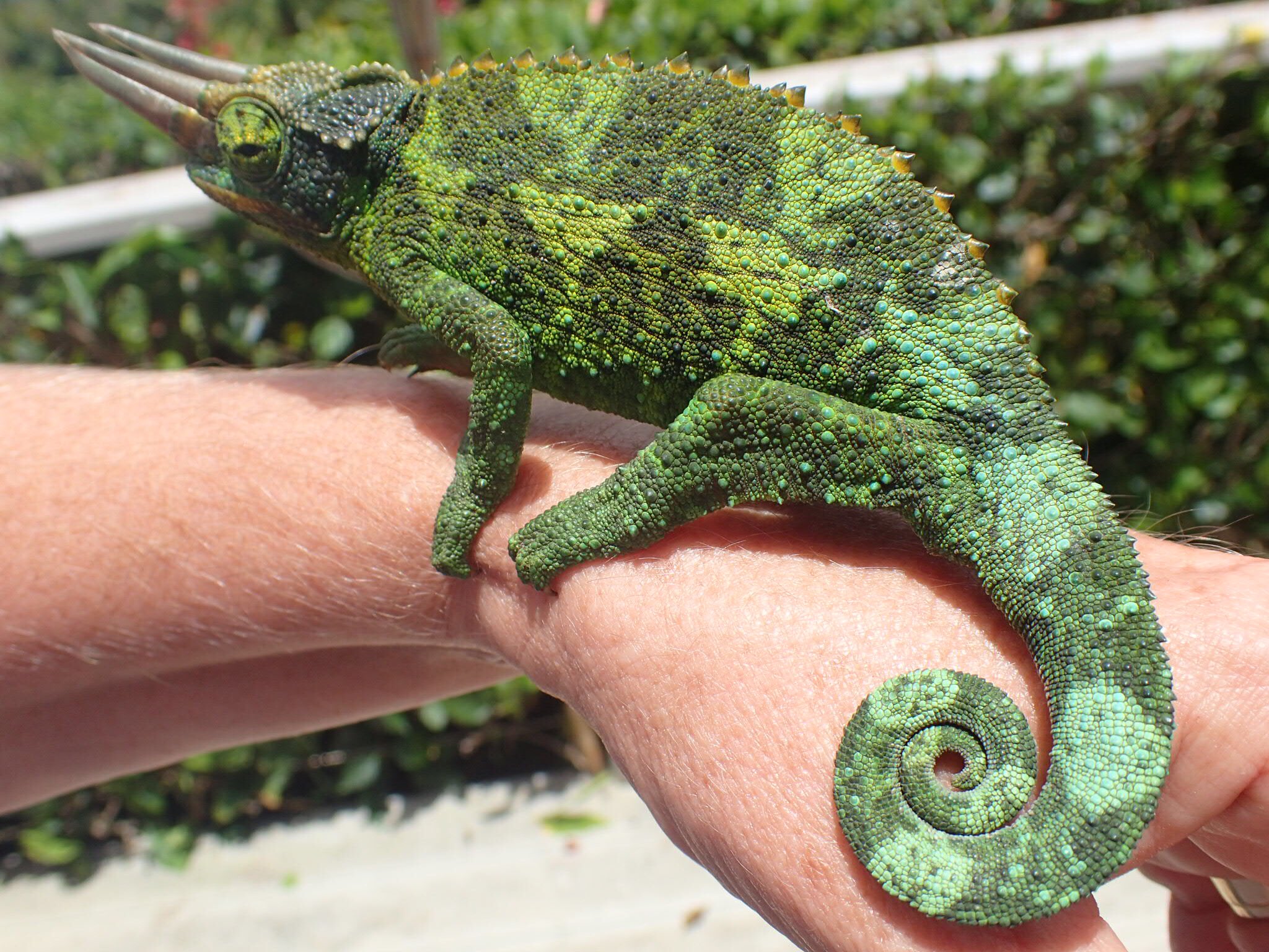 John Hickman on Twitter "Jackson’s Chameleons on Maui prefer the