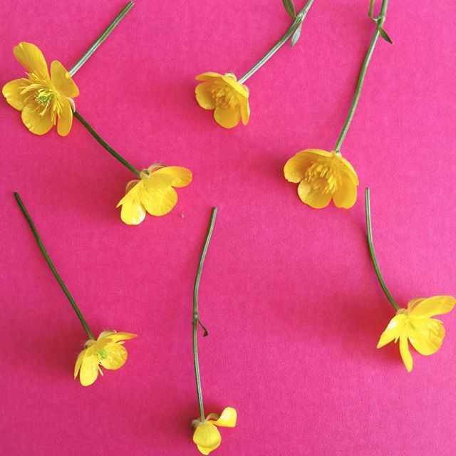 PaperPaperUK2's tweet image. No, you're procrastinating!
.
.
.
.
.
.
.
.
.
#buttercups #everythingeyecatching
 #flatlayforever #natureflatlays #inspiredbynature #instagardenlovers #gardeningmakesmehappy #postitfortheaesthetic #plantsmakepeoplehappy #plantsofinstagram #britstagram #a… ift.tt/2GUHJ0l