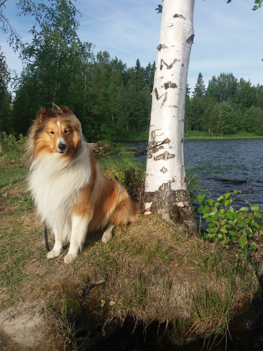 Winstonvonfluff's tweet photo. Long time no ABC! Here I am on my Sunday morning walk. Summer has come and I'm still cute af! https://t.co/Jz8TNiA4sj