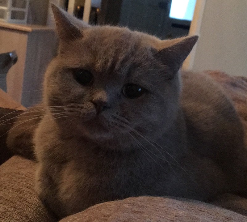 Strawberry Catrescue On Twitter Daisy Spayed British Shorthair