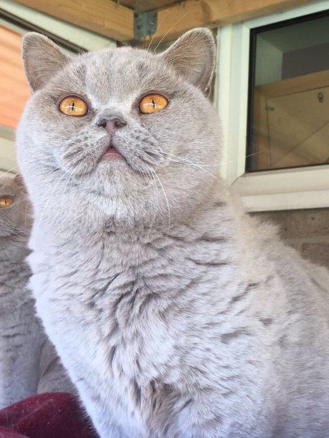 Strawberry Catrescue On Twitter Celeste 18 Months Old British