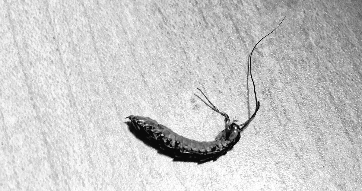 ট ইট র 姫 この前家の中にバカでかい蚊トンボ飛んでるなぁ とは思っていたけど 無残な姿で発見した 瑠璃と真珠の犠牲になったんだなಠ ಠ お気の毒に 蚊トンボ さようなら 猫のおもちゃ 生き地獄だったろうな ট ইট র 姫 この前家の中にバカでかい蚊トンボ飛んでるなぁ とは思っていたけど 無残な姿で発見した 瑠璃と真珠の犠牲になったんだなಠ ಠ お気の毒に 蚊トンボ さようなら 猫のおもちゃ 生き地獄だったろうな
