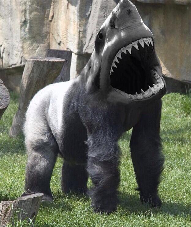 weirdanimalsgo's tweet photo. Gorilla Shark https://t.co/stlgdHU1QH