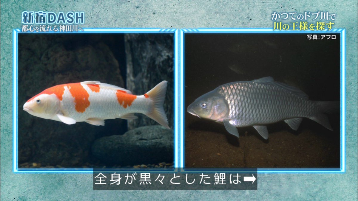 川からtokioが流れてきたよ 川の王様 と呼ばれる魚を追ってリーダーと太一くんがゴムボートで都心の神田川を調査 鉄腕dash 2ページ目 Togetter