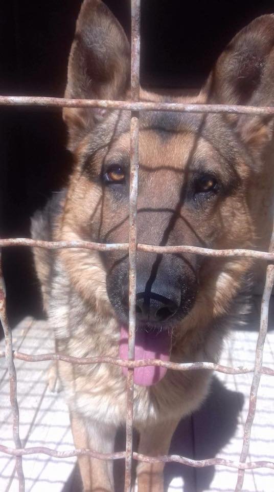 В начале мая был найден кобель немецкой овчарки на пересечение улиц Потемкинская-Декабристов. в Николаеве.

Ищем, мега срочно,старых или новых хозяев!!

Кобель лет пяти, знает команды, не агрессивен, контактный.

Находится по адресу Коминтерна 36. Николаев
тел. 0666473126