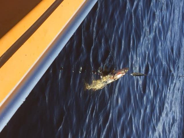 MrsStarEyes1 tweet media