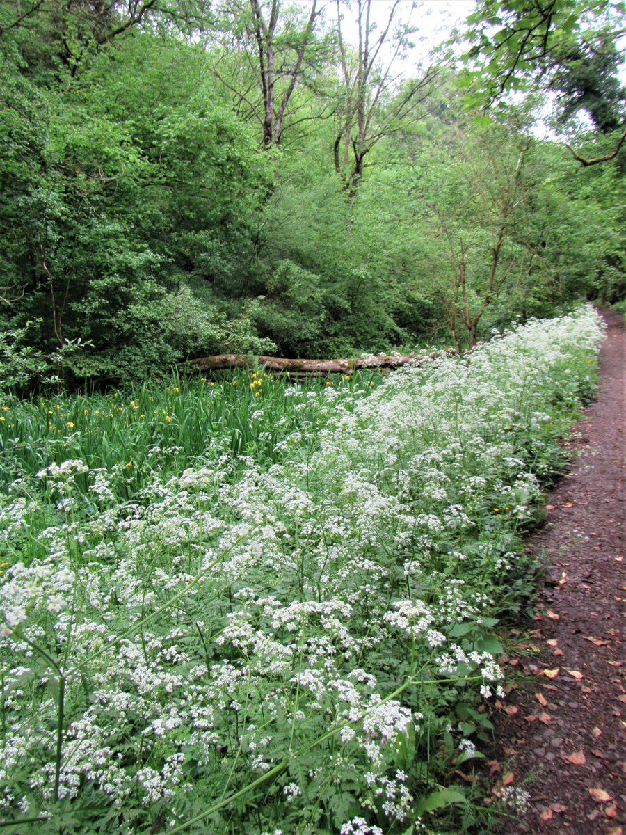 If you're near #Stroud in #Gloucestershire and are happy to dodge the rain and fancy a peaceful, beautiful place for a stroll with a great pub stop thrown in, look at my latest post on My Year of Discovering Stroud's Wildlife blog. myyearofstroudwildlife.blog
