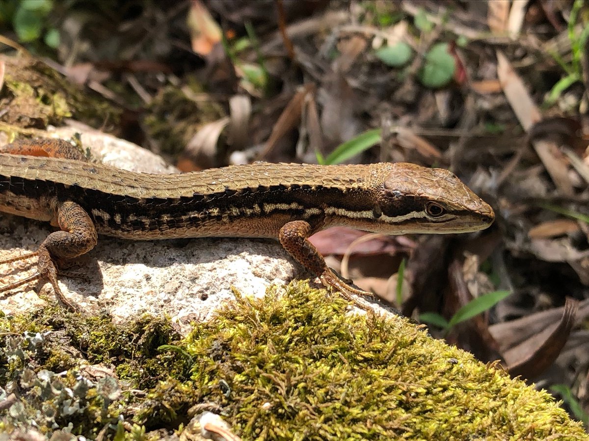 爬虫 على تويتر 庭にいたー 凄い近くで撮らせてくれた かわいい 爬虫類 トカゲ カナヘビ