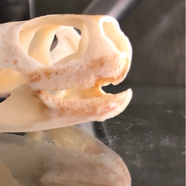 TheD0C7OR's tweet photo. I collect odd things like turtle skulls... I mean just look at that smile! .
.
.
.
.
#turtleskull #tmnt #oddities #curioofcuriosities #collection #osteology #reptile #skeleton #preservation #articulation #cranium #skull https://t.co/xUULnuzQAF https://t.co/AfUAXSKkSg