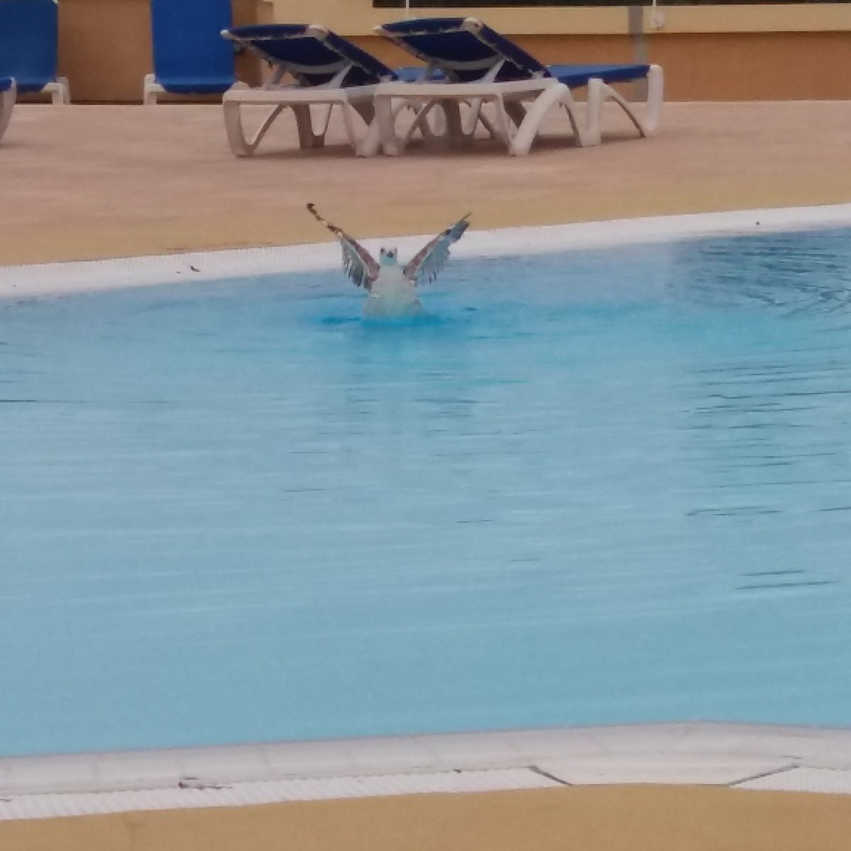 zostite's tweet photo. Gabbiano che come me sta facendo un bagno in piscina https://t.co/T6PAAzz3GI
