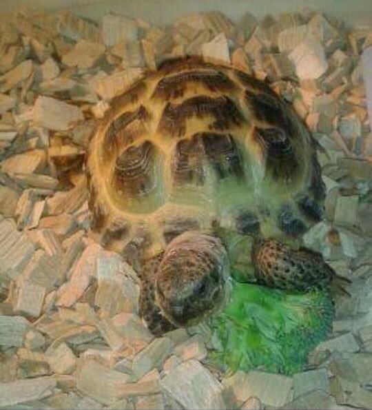 oldandfeelit's tweet photo. Anyone @wrexham #found #Darren #missing #tortoise, he’s lost or hiding #RothesayClose off #EastAve #ChesterRd #Rhosddu #missing a week! 🐢🐢 😟 https://t.co/TRoiK5m1EB