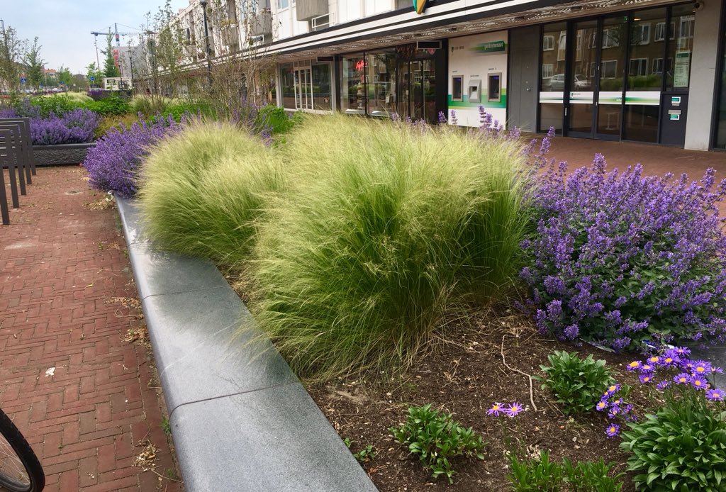 stephencassidy's tweet photo. Bedankt @gemvelsen de bloembakken op de Lange Nieuwstraat zit er prachtige uit.

#bloemen #tuin #sierlijk https://t.co/hnWWOChurn