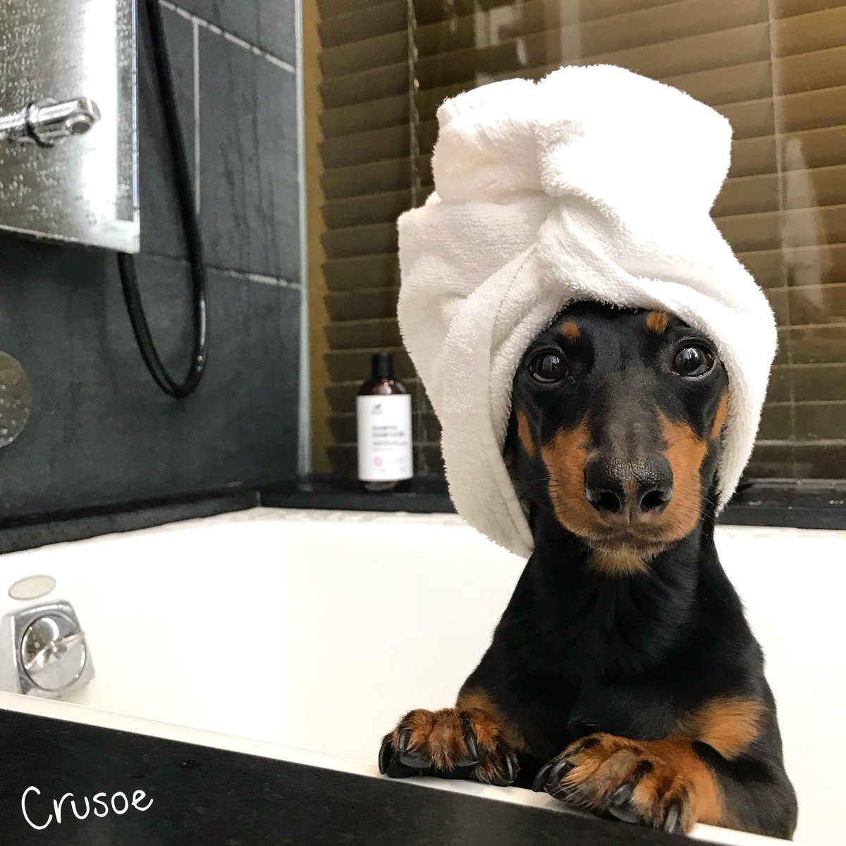 Celeb_Dachshund's tweet photo. Gotta keep your wiener fresh https://t.co/4QjIS9SkzY