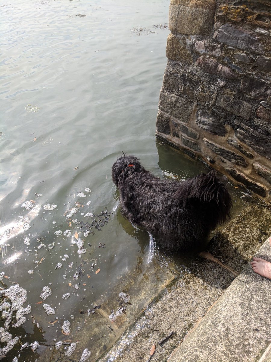 _MollyBear's tweet photo. At my #bathingghat finishing a long hot day of supervising gardening by getting #inthesea 🐾🌊💦💖 #wetbearisahappybear https://t.co/nKXOphuT10