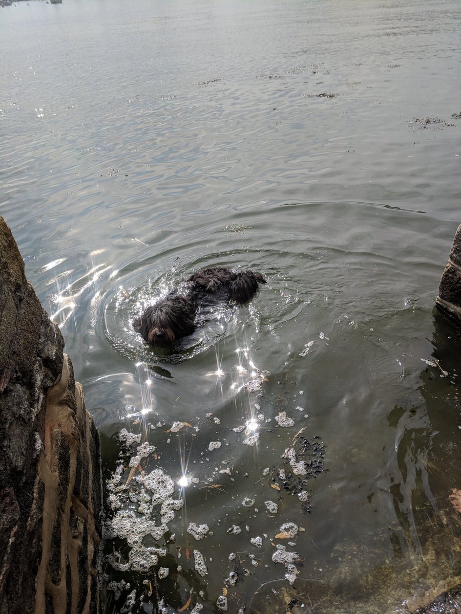 _MollyBear's tweet photo. At my #bathingghat finishing a long hot day of supervising gardening by getting #inthesea 🐾🌊💦💖 #wetbearisahappybear https://t.co/nKXOphuT10