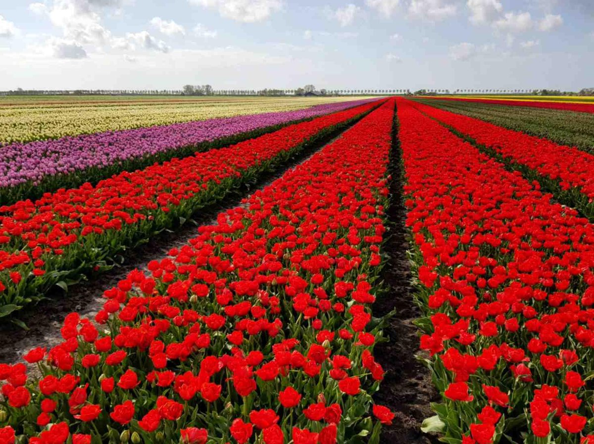 We already miss all those colorful fields… Did you manage to visit some tulip fields this season? If not, don’t worry, because bookings for 2019 tours are already open!
#tulipfields #tulipseason #tuliptour #booknow #vacation #holland_netherland #hollandstyle #igholland