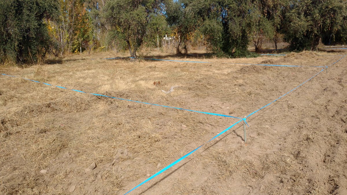 Ayer, me tocó marcar los lotes de Coquimbito Maipú <a href="/stella_vannucci/">Stella Vannucci</a> <a href="/GarciaZuloaga/">Garcia Zuloaga</a> <a href="/CamaraOlivicola/">Camara Olivicola</a>