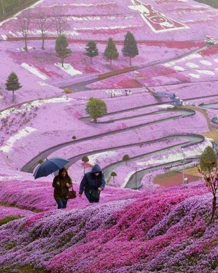 ⚘Rose⚘ tweet media