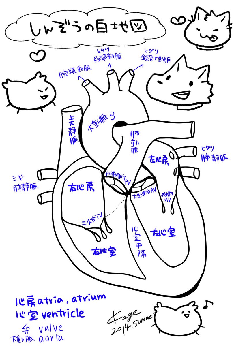 看護師のかげさん イラスト看護帖書籍化 Ar Twitter 粘液腫は良性腫瘍でゼリー状をしている 左房が一番多い 今回は肺静脈のオペでした 血管系のお絵描きがこれしかなかった ブラックペアン