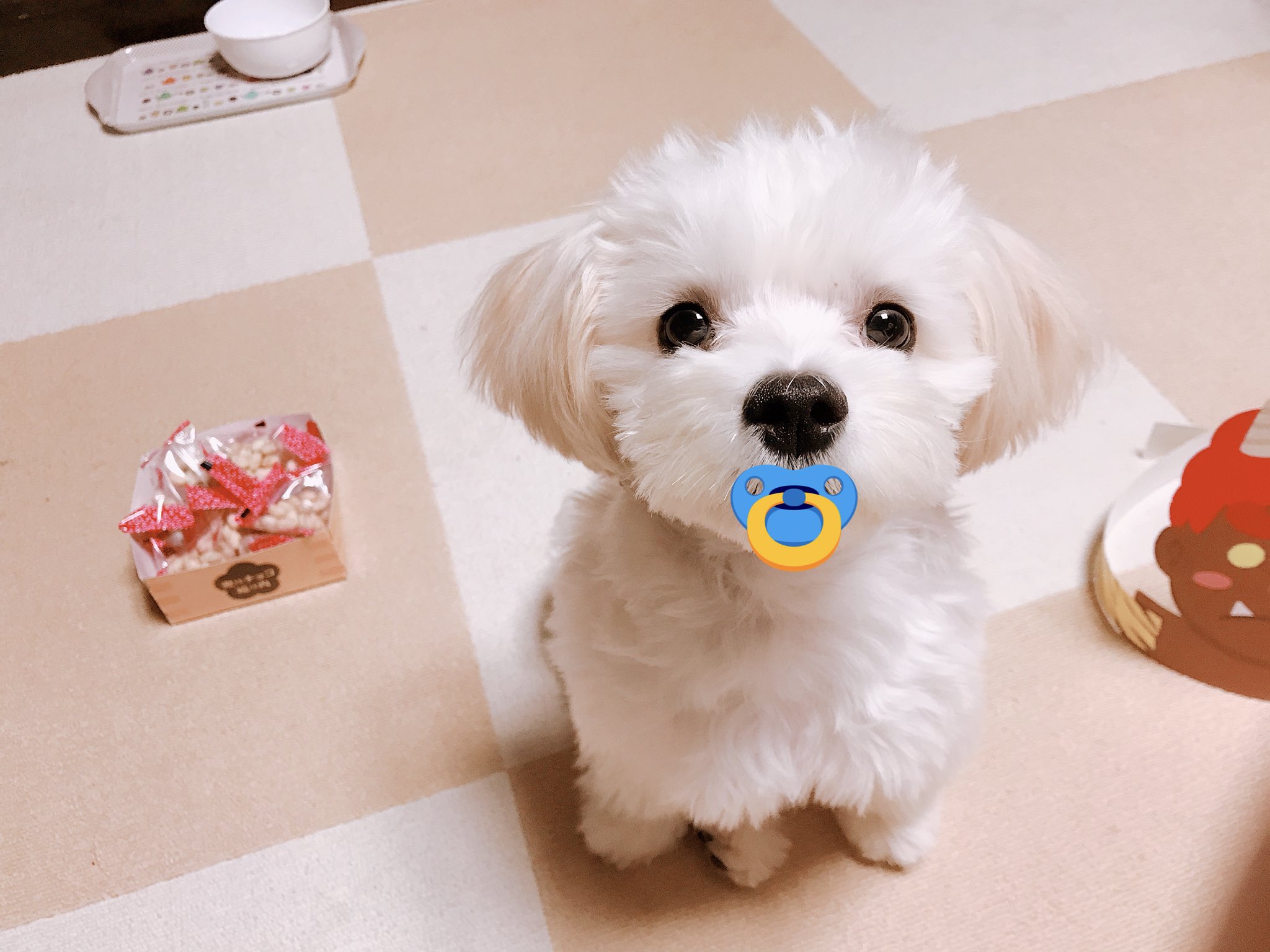 モコ 犬におしゃぶりをつけさせるとバブみが強い すぐ流行りにのっちゃうjkです T Co Tovwuunysx Twitter