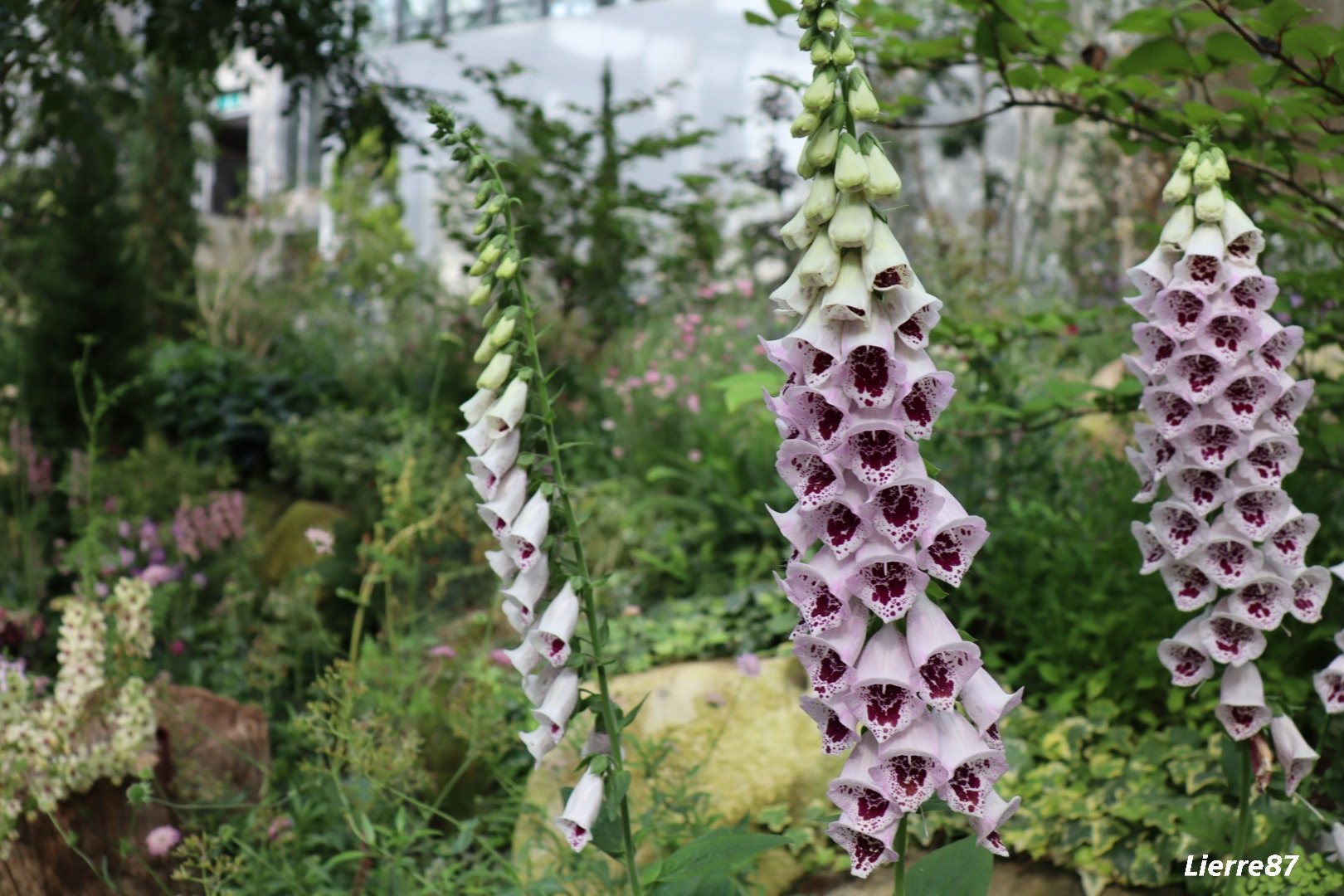 花りえーる87 ジキタリス Digitalis ラテン語 Digitus 指 花の形が指サックに似ている 英名 Foxglove 狐の手袋 狐の足音を消すためにジギタリスの花を狐の足に履かせた 花言葉 熱愛 隠せぬ恋 狐の足跡 を隠す手袋 おやすみなさい 花りえーる87 ジキタリス Digitalis ラテン語 Digitus 指 花の形が指サックに似ている 英名 Foxglove 狐の手袋 狐の足音を消すためにジギタリスの花を狐の足に履かせた 花言葉 熱愛 隠せぬ恋 狐の足跡 を隠す手袋 おやすみなさい