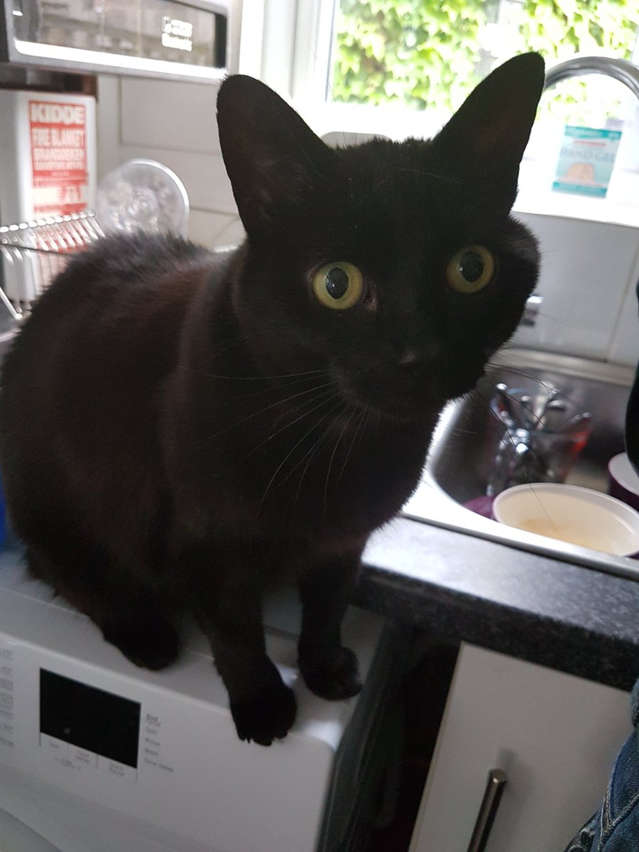 blackcat_bella's tweet photo. What's a girl to do when they don't give in to your demands for treats..? https://t.co/nOFPa59h3u