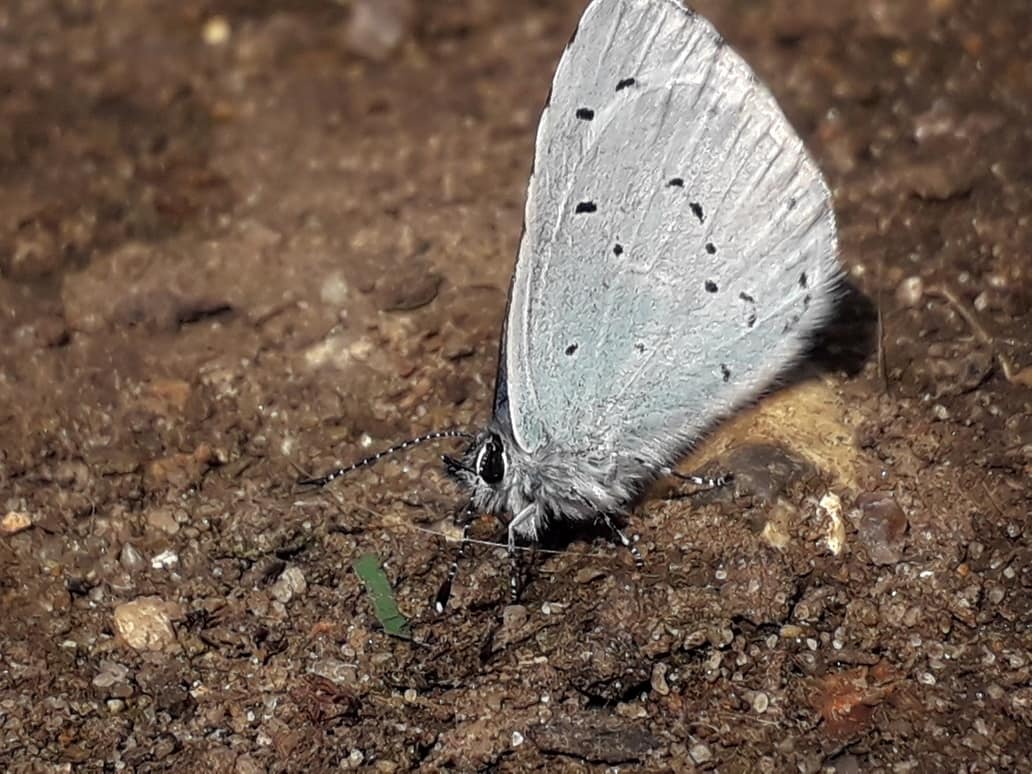 NumenMachine's tweet photo. The Holly Blue (#Celastrina argiolus) 🦋 It's always a privilege to take shots of such a #beautiful creature. To be allowed so close. #butterflies #hollybluebutterfly #SensationalButterflies #ukwildlife #beautifulworld https://t.co/llDSIuo8ja