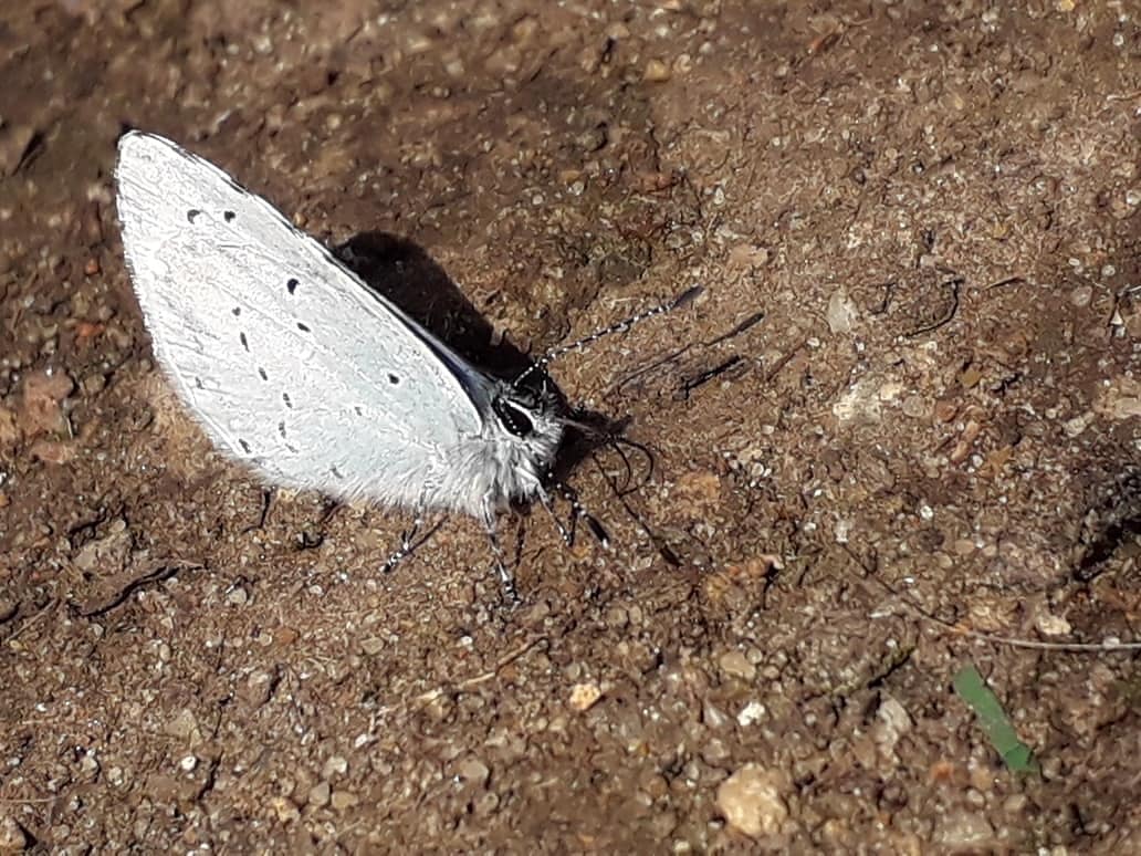 NumenMachine's tweet photo. The Holly Blue (#Celastrina argiolus) 🦋 It's always a privilege to take shots of such a #beautiful creature. To be allowed so close. #butterflies #hollybluebutterfly #SensationalButterflies #ukwildlife #beautifulworld https://t.co/llDSIuo8ja