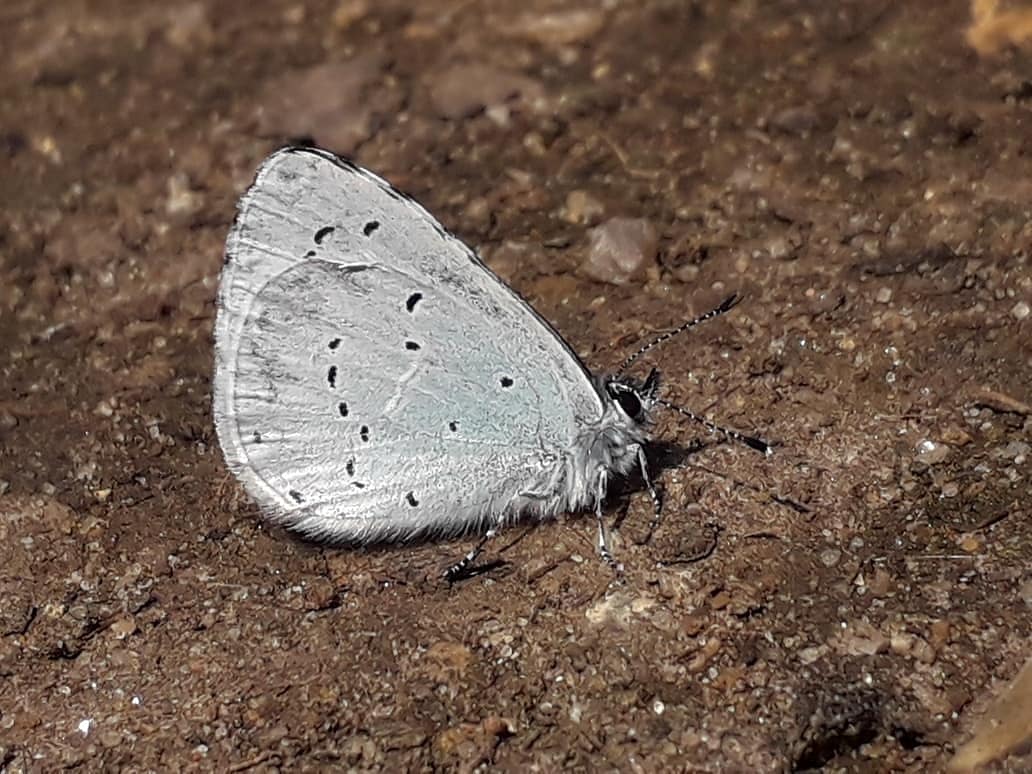 NumenMachine's tweet photo. The Holly Blue (#Celastrina argiolus) 🦋 It's always a privilege to take shots of such a #beautiful creature. To be allowed so close. #butterflies #hollybluebutterfly #SensationalButterflies #ukwildlife #beautifulworld https://t.co/llDSIuo8ja