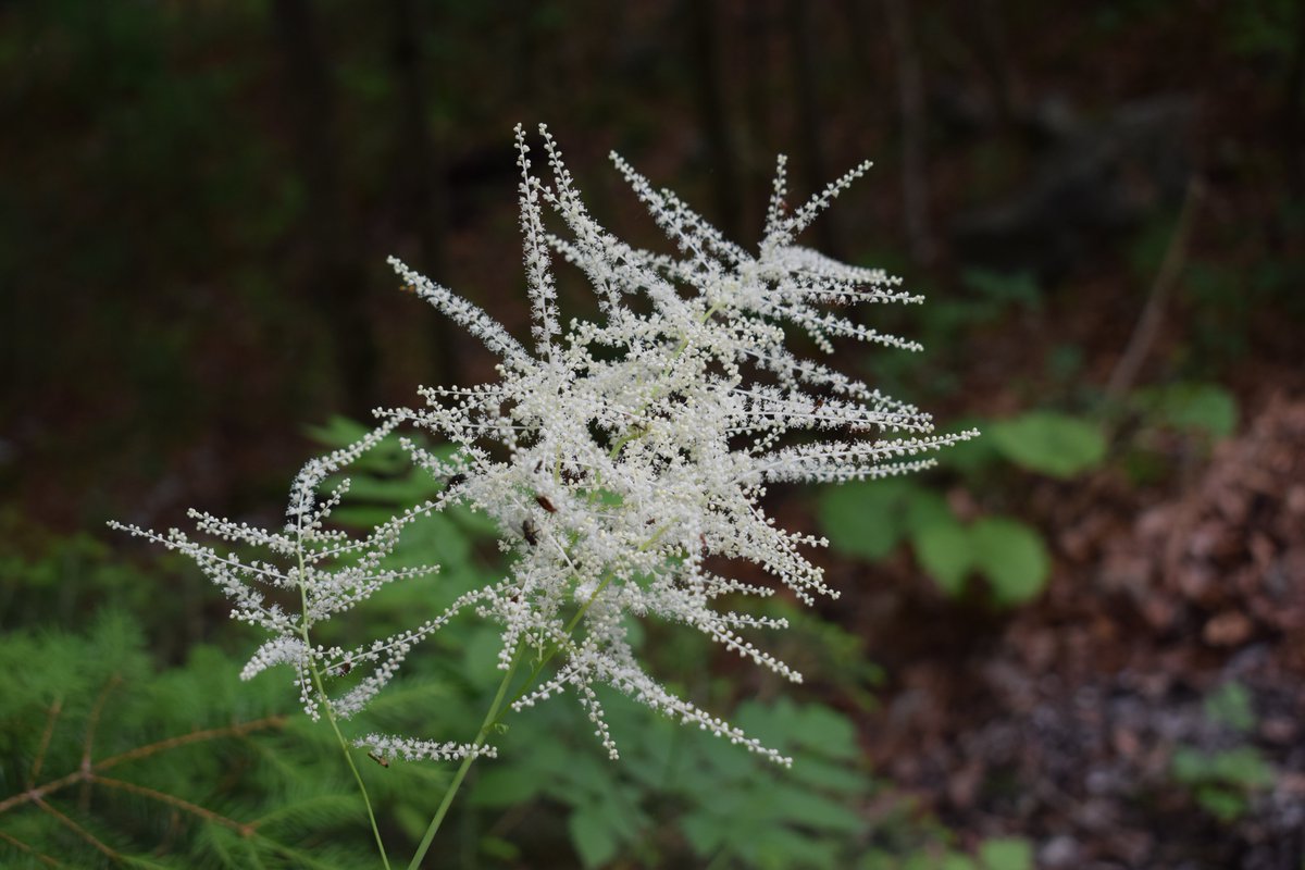SamuelMarent's tweet photo. #Aruncus dioicus, goat's beard #Rosaceae
#flower #photography #nature https://t.co/MIBpYmfkKq