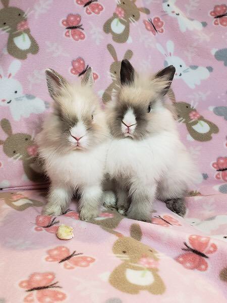 TheRabbitHaven's tweet photo. Come meet Harry and Meghan—not the British ones, but this adorable pair—at our Rabbit Adoption Show, today, 11-4:00 @PetPalsSoquel https://t.co/Yp46owTRRP