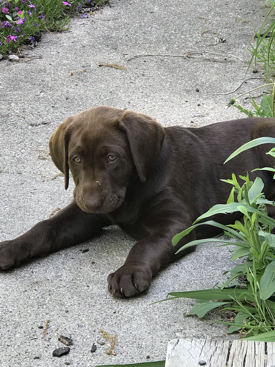 InsigniaFinCo's tweet photo. Introducing #Bellathelab The newest member of our #family #labradorretriever #cutedog https://t.co/6bMxKtkRiJ