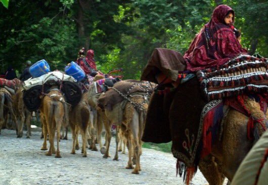 AFGphoenix's tweet photo. These Afghan nomads (Kuchi) are found all over Afghanistan; they migrate with seasonal changes, and also carry large loads in caravans.
-
🇦🇫 https://t.co/Iku2LOevms