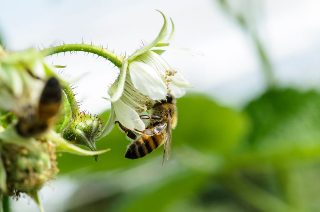 Naturipe's tweet photo. Look at our little hero! Fun Fact: #Bees and #berries have a BERRY close relationship and help pollinate our berry plants #AllAboutBees https://t.co/Y1Hzoxbq9f