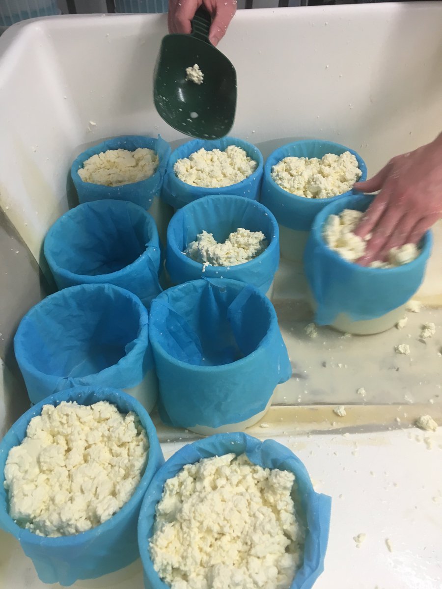 BritCheeseAward's tweet photo. Awards countdown: #cheesemakerday  @suecheesemaker  Into the moulds #BCA18 https://t.co/MMAN8EejeR