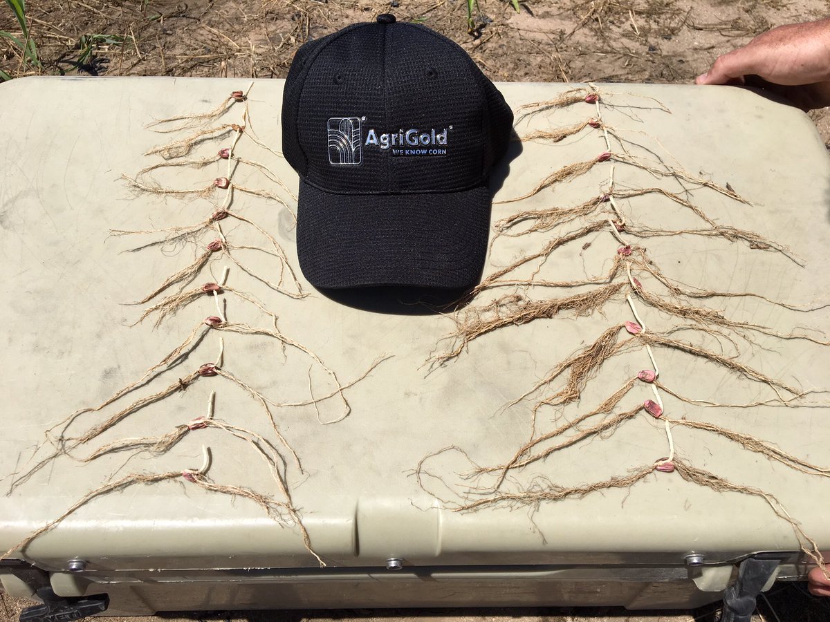 AgriGold Agronomy is testing NemaStrike seed treatment accross the country this season in on farm field trials. Treatment is P250 vs P250 + NemaStrike. First evaluations on Southern Indiana sand looked good last week.  Taller plants, full grown seed roots and deeper nodal roots.