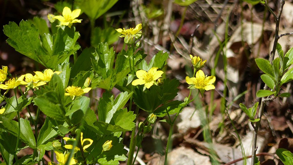 OrganicRoadMap's tweet photo. Nature trek this week! @SK1LL4XED & I will explore #conservationareas in @LandACounty looking for #wildlife & #wildflowers! 🐦🌼🦌 Stay tuned to @Naturally_L_A to read about our #adventure! #stepintonature #songbirds #unspoiledLA #naturallyLA #treadlightly #weconserve #getoutside https://t.co/WD2Lb3nGLq