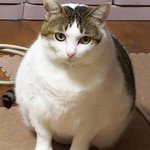 君は本当に猫なの？ｗまんまるになってふくふくとしている猫が可愛すぎるｗ