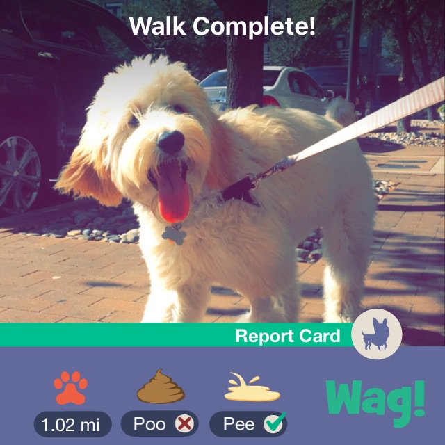 Madizon_Mac's tweet photo. Just finished a dog walk on Wag! Use promo code "MADISON66798" for $25 of FREE Wag credit! https://t.co/OsJT8MYKZR https://t.co/vQyydiSpnI