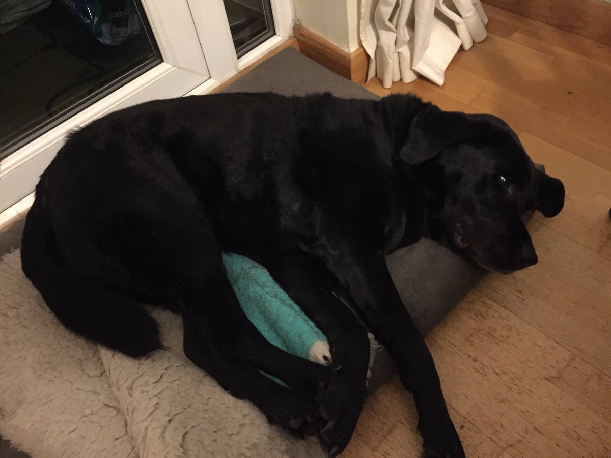 NedSaid2016's tweet photo. As you know Ned turned 12 in April, but we regret to let you know his health has taken a turn for the worst in the last few days. He has been diagnosed with prostate cancer and has now started to refuse food. We’re ensuring his last few days are filled with love and hugs. #legend https://t.co/cQN7TJnVV3