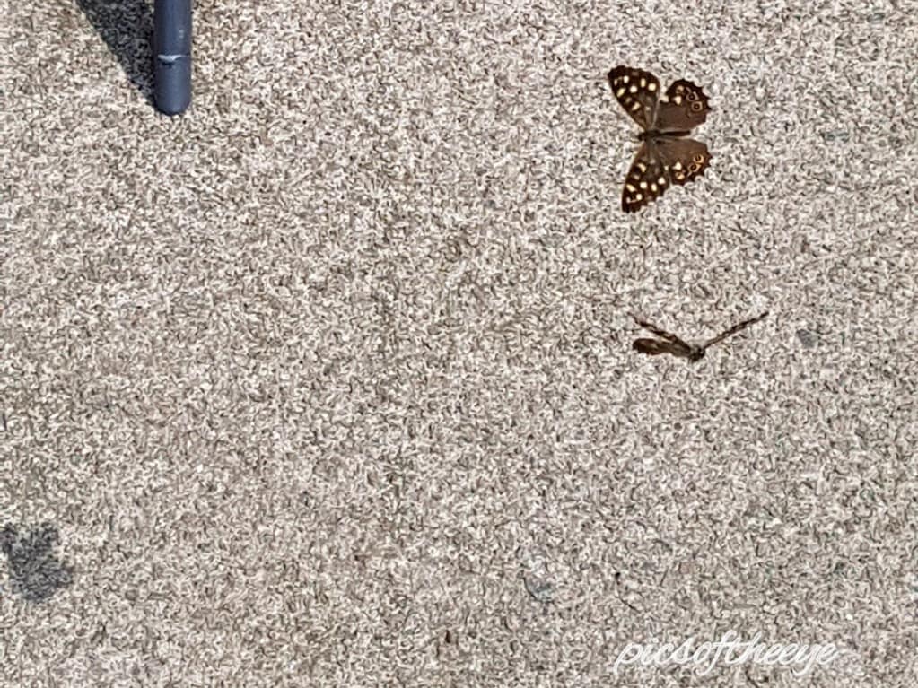 picsoftheeye's tweet photo. #butterflypictures #butterfly #photography #nature #butterflies #butterflypicture #photographer #aidendillard #naturephotography #pretty #beautiful #flower #butterflyphotos #butterflys #butterflyphoto #butterflyphotography #butterflypic #butterflypics #butterflywings https://t.co/XmIPoQ4Nf0