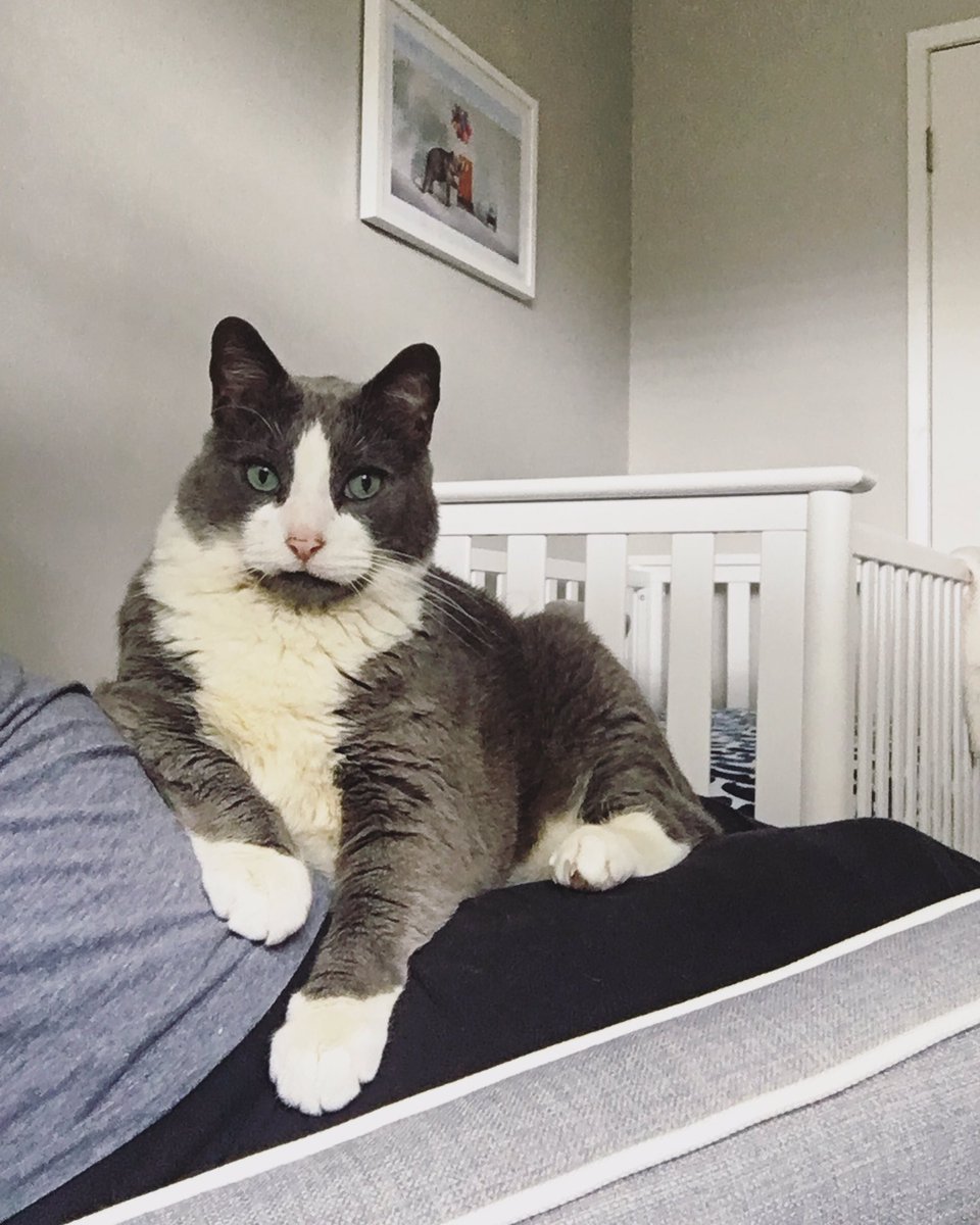 Furriends! It's been awhile but I think of you all &amp; miss you! I have been busy helping my humans get ready for my brother. There are lots of bump-warming &amp; nursery-inspecting duties but I am up for it! <a href="/hugo4de/">Hugo Coolpaws</a> @MiloCarrotCat