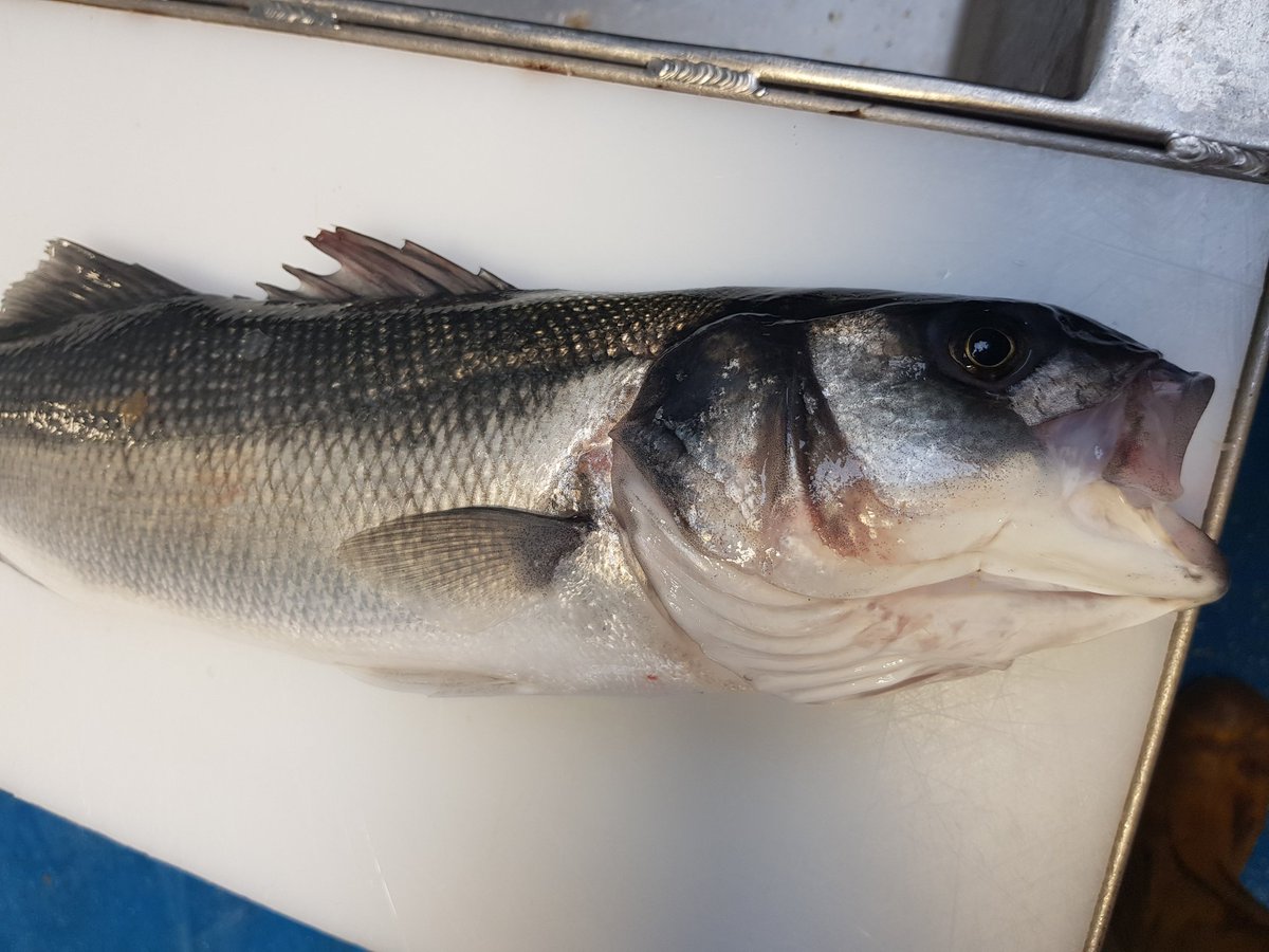 Whitfish Ltd tweet media