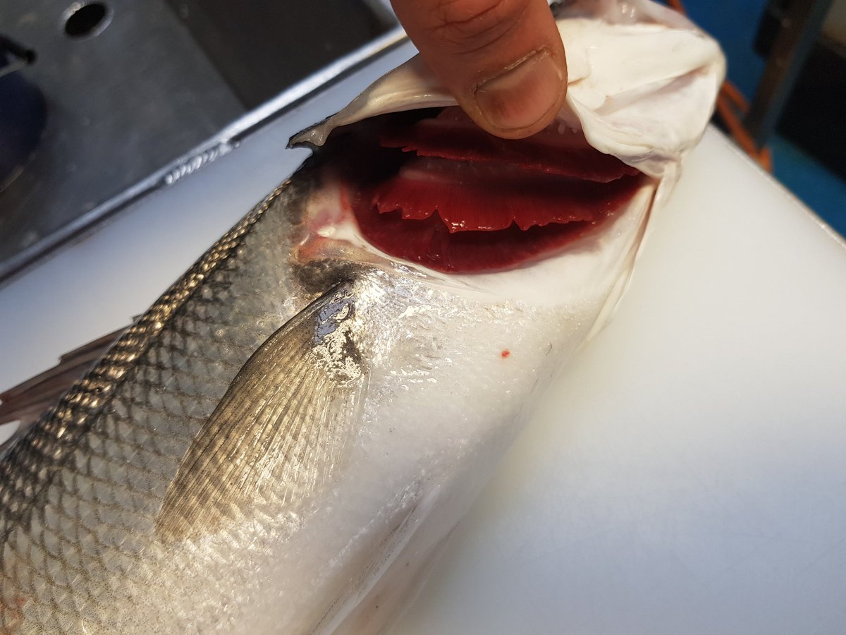 Whitfish Ltd tweet media